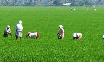 നെൽവയൽ സംരക്ഷണ നിയമം അട്ടിമറിച്ചത് ആർക്കു വേണ്ടി ? നെൽവയൽ സംരക്ഷണ നിയമം അട്ടിമറിച്ചത് ആർക്കു വേണ്ടി ?