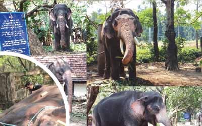 തുടരുന്ന നാട്ടാന വേട്ട തുടരുന്ന നാട്ടാന വേട്ട