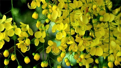 കണിയിലെ കാണാക്കെണികൾ കണിയിലെ കാണാക്കെണികൾ