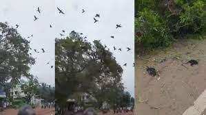 മരംമുറിച്ച് പക്ഷികളെ കൊന്നൊടുക്കിയ സംഭവം; കരാർ കമ്പനിക്കും ദേശീയ പാത അതോറിറ്റിക്കുമെതിരെയും നടപടിയില്ലെന്ന് ആക്ഷേപം മരംമുറിച്ച് പക്ഷികളെ കൊന്നൊടുക്കിയ സംഭവം; കരാർ കമ്പനിക്കും ദേശീയ പാത അതോറിറ്റിക്കുമെതിരെയും നടപടിയില്ലെന്ന് ആക്ഷേപം