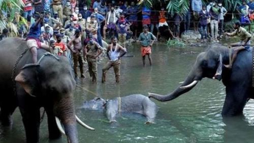 ഗർഭിണിയായ ആന ചരിഞ്ഞ സംഭവത്തിൽ ഒരാൾ അറസ്റ്റിൽ ഗർഭിണിയായ ആന ചരിഞ്ഞ സംഭവത്തിൽ ഒരാൾ അറസ്റ്റിൽ