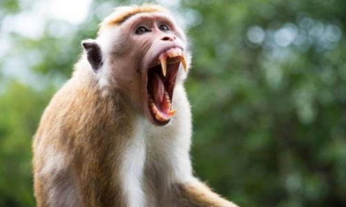 കുരങ്ങിന്റെ ആക്രമണം: ഉത്തർപ്രദേശിൽ ഒൻപത്കാരിക്ക് ദാരുണാന്ത്യം