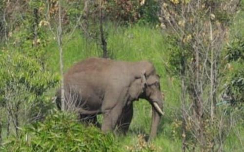അരിക്കൊമ്പന്‍ തമിഴ്‌നാട്ടിലെ ജനവാസമേഖലയില്‍; വനംവകുപ്പ് കാട്ടിലേയ്ക്ക് തുരത്തി