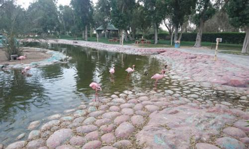 യു.എ.ഇയോടുള്ള ആദരവ്; ബഹ്റൈനിലെ അൽ അരീൻ വന്യജീവിസങ്കേതം ഇനി ‘മുഹമ്മദ് ബിൻ സായിദ് നാച്ചുറൽ റിസർവ്’