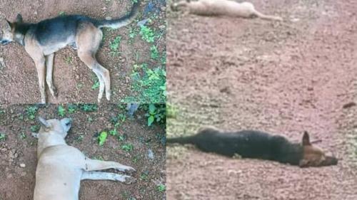 തിരുവനന്തപുരത്ത് നായ്ക്കളെ കൂട്ടത്തോടെ ചത്ത നിലയിൽ കണ്ടെത്തി തിരുവനന്തപുരത്ത് നായ്ക്കളെ കൂട്ടത്തോടെ ചത്ത നിലയിൽ കണ്ടെത്തി