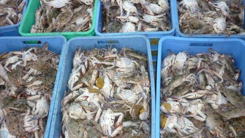 ബഹ്‌റൈനിൽ ഞണ്ട് പിടുത്തത്തിന് നിരോധനം; നാളെ മുതൽ പ്രാബല്യത്തിൽ