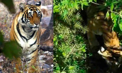 ഇടുക്കി ഗ്രാമ്പിയില് ഇറങ്ങിയ കടുവയെ മയക്കുവെടി വെച്ചു ഇടുക്കി ഗ്രാമ്പിയില് ഇറങ്ങിയ കടുവയെ മയക്കുവെടി വെച്ചു