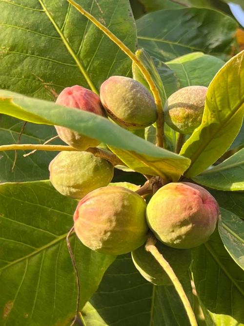 ബഹ്റൈനിൽ ആൽമണ്ട് ഫെസ്റ്റിവൽ ജൂലൈ എട്ടിന് ആരംഭിക്കും