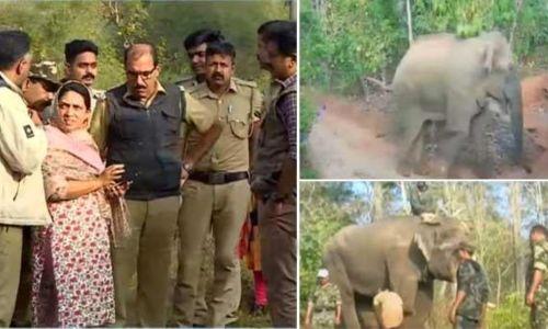ബേലൂർ മഖ്ന കർണാടക അതിർത്തിയിലേക്ക്; ദൗത്യസംഘം സജ്ജം, കുങ്കിയാനകള് എത്തി ബേലൂർ മഖ്ന കർണാടക അതിർത്തിയിലേക്ക്; ദൗത്യസംഘം സജ്ജം, കുങ്കിയാനകള് എത്തി