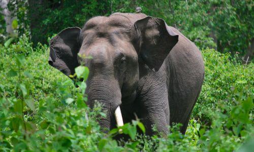 വയനാട്ടിൽ കാട്ടാന ആക്രമണത്തിൽ പരിക്കേറ്റയാൾ മരിച്ചു വയനാട്ടിൽ കാട്ടാന ആക്രമണത്തിൽ പരിക്കേറ്റയാൾ മരിച്ചു