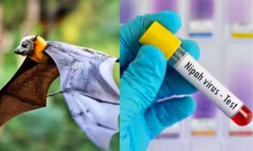 ആശ്വാസം; കോഴിക്കോട് നിപ ബാധിച്ച 4പേരും രോഗമുക്തി നേടി, രണ്ട് പരിശോധനകളും നെഗറ്റീവ്