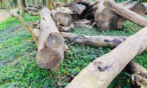 പാലക്കാട് സിപിഐയില് മരംമുറി വിവാദം പാലക്കാട് സിപിഐയില് മരംമുറി വിവാദം