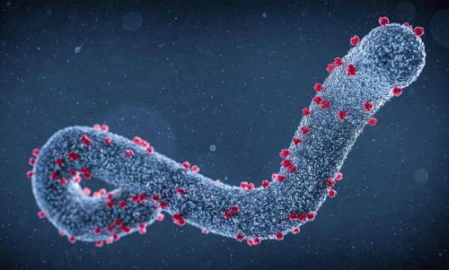 ആഫ്രിക്കയില്‍ ഭീഷണിയായി മാര്‍ബര്‍ഗ് വൈറസ്; 88 ശതമാനം മരണനിരക്കുള്ള ഹെമോറാജിക് പനിക്ക് കാരണമാകുന്ന വൈറസ്