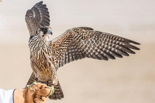 ഖത്തറിൽ അന്താരാഷ്ട്ര ഫാൽക്കൺറി ഫെസ്റ്റിവൽ ജനുവരി ഒന്ന് മുതൽ