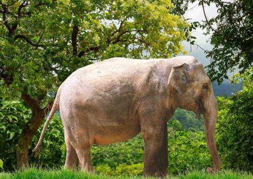 പാലക്കാട് അട്ടപ്പാടിയിൽ യുവതിയെ കാട്ടാന ചവിട്ടിക്കൊന്നു പാലക്കാട് അട്ടപ്പാടിയിൽ യുവതിയെ കാട്ടാന ചവിട്ടിക്കൊന്നു