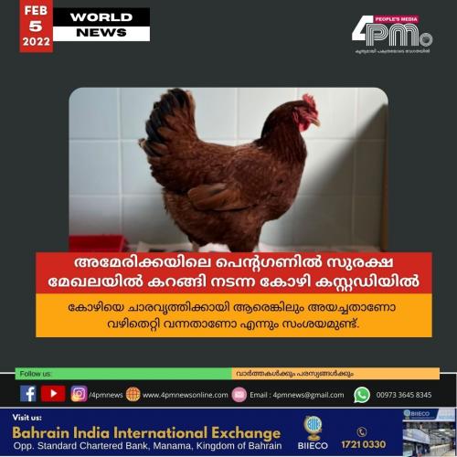 അമേരിക്കയിലെ സുരക്ഷ മേഖലയിൽ കറങ്ങി നടന്ന കോഴി കസ്റ്റഡിയിൽ അമേരിക്കയിലെ സുരക്ഷ മേഖലയിൽ കറങ്ങി നടന്ന കോഴി കസ്റ്റഡിയിൽ