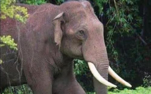 ഇടുക്കിയിൽ കാട്ടാനയുടെ ആക്രമണത്തിൽ തോട്ടം തൊഴിലാളി മരിച്ചു