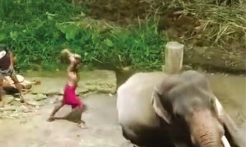 ഗുരുവായൂരില് ആനയെ ക്രൂരമായി മര്ദ്ദിച്ച സംഭവം; ദേവസ്വം ബോര്ഡിന് ഹൈക്കോടതിയുടെ വിമര്ശനം ഗുരുവായൂരില് ആനയെ ക്രൂരമായി മര്ദ്ദിച്ച സംഭവം; ദേവസ്വം ബോര്ഡിന് ഹൈക്കോടതിയുടെ വിമര്ശനം