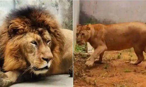 ആരാധനാ മൂര്ത്തികളുടെ പേര് മൃഗങ്ങള്ക്ക് നല്കരുത്; ഹര്ജിക്കൊപ്പം അപേക്ഷയും വെക്കാന് വിഎച്ച്പി ആരാധനാ മൂര്ത്തികളുടെ പേര് മൃഗങ്ങള്ക്ക് നല്കരുത്; ഹര്ജിക്കൊപ്പം അപേക്ഷയും വെക്കാന് വിഎച്ച്പി