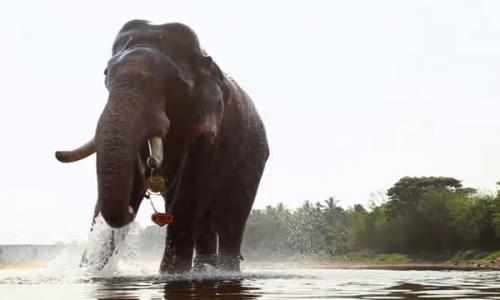 ഗജവീരൻ തിരുവന്പാടി ശിവസുന്ദർ ചരിഞ്ഞു ഗജവീരൻ തിരുവന്പാടി ശിവസുന്ദർ ചരിഞ്ഞു