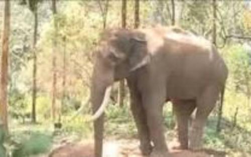 അരിക്കൊമ്പന് : ഹൈക്കോടതി ഉത്തരവിനെതിരെ കേരളം സുപ്രീംകോടതിയിലേക്ക് അരിക്കൊമ്പന് : ഹൈക്കോടതി ഉത്തരവിനെതിരെ കേരളം സുപ്രീംകോടതിയിലേക്ക്