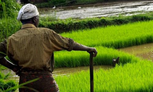 കേരള ബജറ്റില് കൃഷിക്ക് 971 കോടി രൂപ കേരള ബജറ്റില് കൃഷിക്ക് 971 കോടി രൂപ