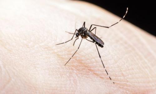 കൊതുകുകൾ പെരുകുന്നു; ജനം കൂടുതൽ ശ്രദ്ധ പുലർത്തണമെന്ന് ആരോഗ്യ മന്ത്രാലയം