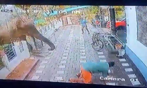 മാനന്തവാടിയിൽ ഇറങ്ങിയ കാട്ടാനയെ മയക്കുവെടി വെയ്ക്കാൻ ഉത്തരവ് മാനന്തവാടിയിൽ ഇറങ്ങിയ കാട്ടാനയെ മയക്കുവെടി വെയ്ക്കാൻ ഉത്തരവ്