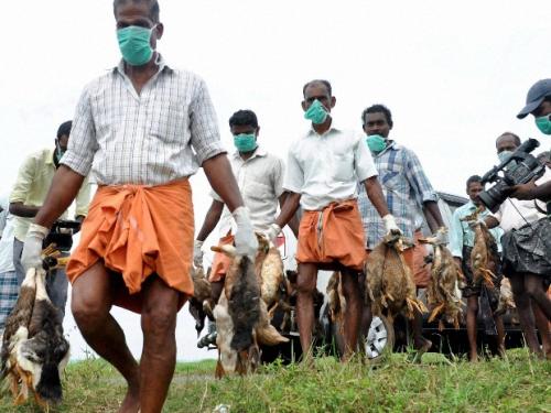 പക്ഷിപ്പനി സംസ്ഥാന ദുരന്തമായി പ്രഖ്യാപിച്ചു