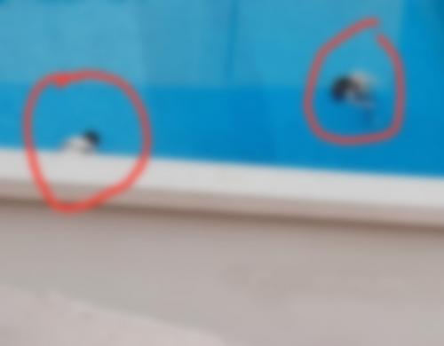രണ്ട് യൂറോപ്യൻ വനിതകൾ ബഹ്‌റൈനിൽ മുങ്ങി മരിച്ചു