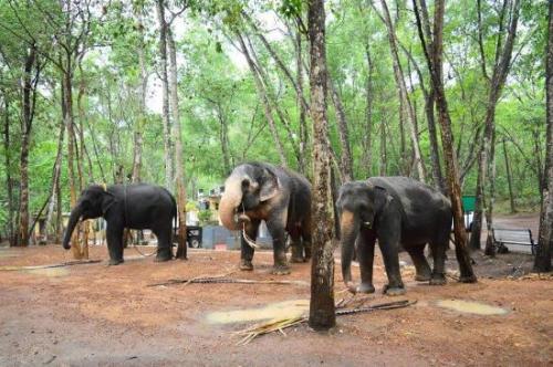 കോട്ടൂർ ആന ചികിത്സാ കേന്ദ്രത്തിനെതിരെ 105 കോടിയുടെ അഴിമതി ആരോപണം, അന്വേഷണത്തിന് ഹൈക്കോടതി ഉത്തരവ് കോട്ടൂർ ആന ചികിത്സാ കേന്ദ്രത്തിനെതിരെ 105 കോടിയുടെ അഴിമതി ആരോപണം, അന്വേഷണത്തിന് ഹൈക്കോടതി ഉത്തരവ്