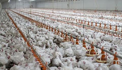 പക്ഷിപ്പനി: കോഴിക്കോട്ട് ജാഗ്രത കടുപ്പിച്ചു; പക്ഷികളെ കൊന്നൊടുക്കൽ തുടരുന്നു