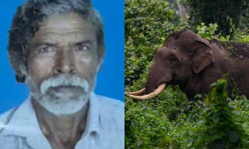 പാലക്കാട് മുണ്ടൂരിൽ കാട്ടാന ആക്രമണം; ഗൃഹനാഥൻ കൊല്ലപ്പെട്ടു പാലക്കാട് മുണ്ടൂരിൽ കാട്ടാന ആക്രമണം; ഗൃഹനാഥൻ കൊല്ലപ്പെട്ടു