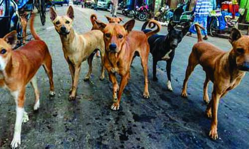 കട്ടപ്പനയിൽ തെ­രു­വു­നാ­യ്ക്കൾ വർദ്ധിച്ചു­; ജനം ഭീ­തി­യി­ൽ