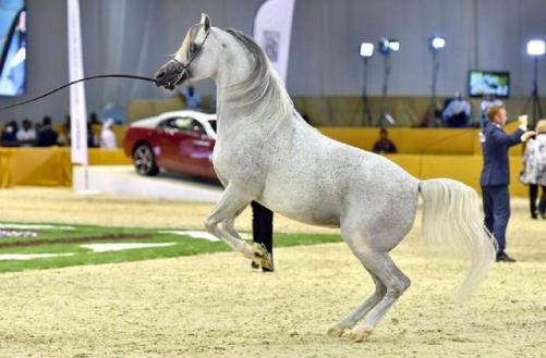 ഫുജൈറ ഇന്‍റർനാഷനൽ അറേബ്യന്‍ കുതിര സൗന്ദര്യ മത്സരം 20 മുതല്‍