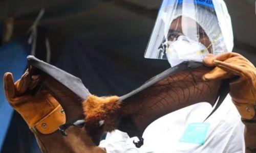 നിപ്പ: പാലക്കാട്ടെ യുവതിയുടെ നില ഗുരുതരം നിപ്പ: പാലക്കാട്ടെ യുവതിയുടെ നില ഗുരുതരം