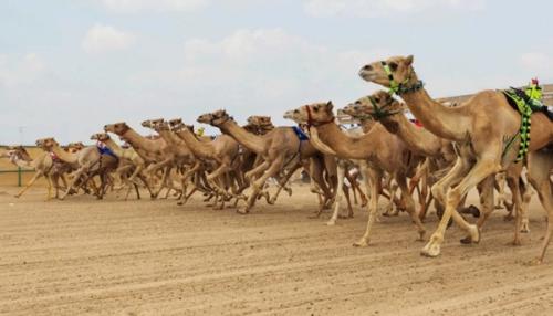 സായിദ് ഗ്രാന്റ് പ്രൈസ് ഒട്ടകയോട്ട മത്സരങ്ങൾക്ക് ഇന്ന് തുടക്കം