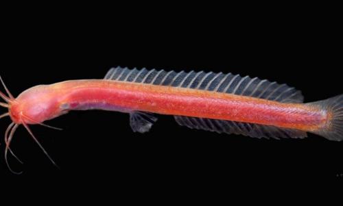 പൊതുജനത്തിന്റെ സഹകരണം കൊണ്ട് പുറംലോകമറിഞ്ഞ മീനിന് 'പൊതുജനം' എന്ന് പേര്