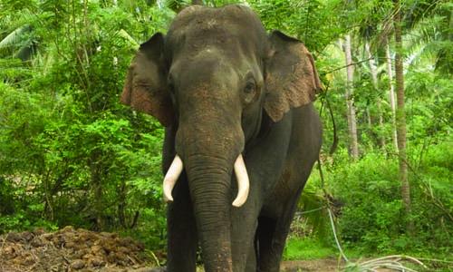 ആനകളെ­ പീ­ഡി­പ്പി­ക്കു­ന്നതി­നെ­തി­രെ­ നടപടി­യു­മാ­യി­ എറണാകുളം ജി­ല്ലാ­ ഭരണകൂ­ടം