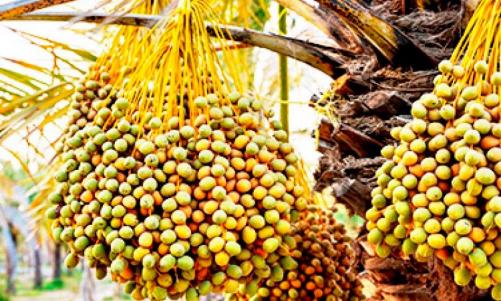 ഈത്തപ്പഴ കയറ്റുമതിയില് മുന്നേറി സൗദി അറേബ്യ: കയറ്റുമതി മൂല്യം 1.2 ബില്യണ് റിയാല് ഈത്തപ്പഴ കയറ്റുമതിയില് മുന്നേറി സൗദി അറേബ്യ: കയറ്റുമതി മൂല്യം 1.2 ബില്യണ് റിയാല്