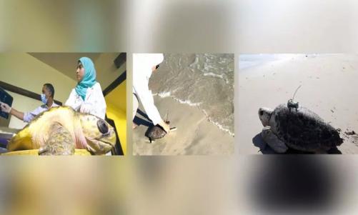 ജുബൈലിൽ അവശരായി തീരത്തടിഞ്ഞ ആമകൾ സുഖം പ്രാപിച്ച് കടലിലേക്ക് മടങ്ങി