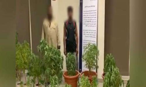 കഞ്ചാവ് കൃഷി : രണ്ട് ഏഷ്യക്കാരെ അബുദാബി പൊലീസ് പിടികൂടി