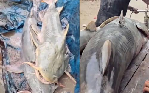 നേപ്പാളിൽ നിന്നുള്ള പ്രളയജലത്തിൽ അസാധാരണ വലിപ്പമുള്ള മീനുകൾ: കഴിക്കരുതെന്ന് ബിഹാർ സർക്കാർ