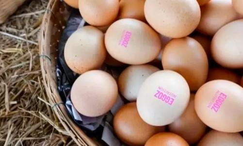 മുട്ടയിൽ നിരോധിത ആൻ്റിബയോട്ടിക് സംശയം; രാജ്യവ്യാപകമായി പരിശോധനയുമായി ഭക്ഷ്യസുരക്ഷാ വകുപ്പ്