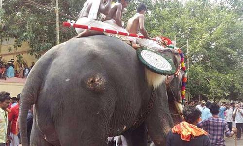 തൃശൂര് പൂരത്തില് എഴുന്നള്ളിച്ച ആനകളില് മുറിവേറ്റവയും തൃശൂര് പൂരത്തില് എഴുന്നള്ളിച്ച ആനകളില് മുറിവേറ്റവയും