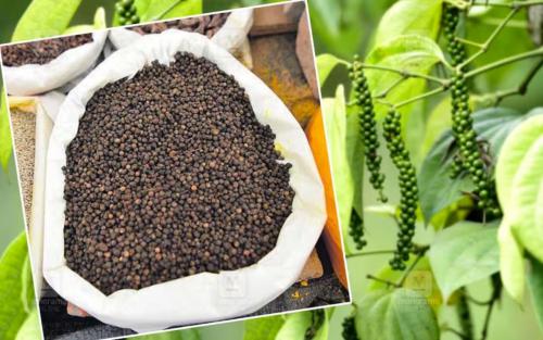 കിലോയ്ക്ക് 700 കടന്ന് കുരുമുളക്: പത്തുവർഷത്തെ റെക്കോർഡ് തകർത്ത് വിലക്കയറ്റം!