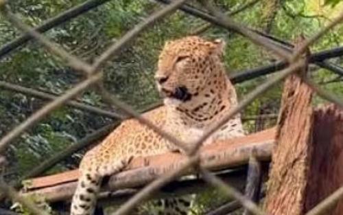 ക്യാൻസറിനോട് പോരാടി ഒടുവിൽ വേദനകൾക്ക് വിട; തൃശ്ശൂർ സുവോളജിക്കൽ പാർക്കിലെ 'നന്ദു' എന്ന കടുവയ്ക്ക് ദയാവധം