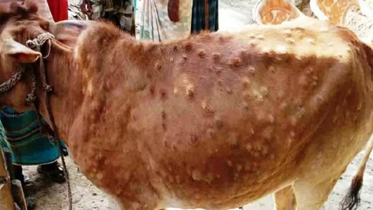 കന്നുകാലികളിൽ ലംപി വൈറസ്; നാല് അയൽ സംസ്ഥാനങ്ങളുമായുള്ള കന്നുകാലി വ്യാപാരം നിരോധിച്ച് യു.പി കന്നുകാലികളിൽ ലംപി വൈറസ്; നാല് അയൽ സംസ്ഥാനങ്ങളുമായുള്ള കന്നുകാലി വ്യാപാരം നിരോധിച്ച് യു.പി