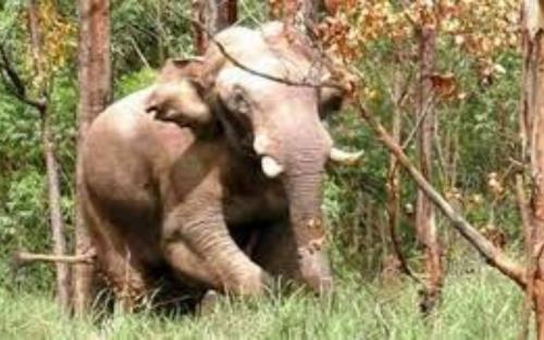 അരിക്കൊമ്പൻകേസ്: പറമ്പിക്കുളത്തിന് പുറത്ത് മറ്റൊരു സ്ഥലമുണ്ടെങ്കിൽ സർക്കാരിന് അറിയിക്കാമെന്ന് ഹൈക്കോടതി അരിക്കൊമ്പൻകേസ്: പറമ്പിക്കുളത്തിന് പുറത്ത് മറ്റൊരു സ്ഥലമുണ്ടെങ്കിൽ സർക്കാരിന് അറിയിക്കാമെന്ന് ഹൈക്കോടതി