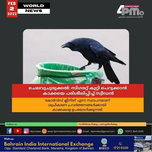 ചെലവുചുരുക്കൽ: സിഗരറ്റ് കുറ്റി പെറുക്കാൻ കാക്കയെ പരിശീലിപ്പിച്ച് സ്വീഡൻ ചെലവുചുരുക്കൽ: സിഗരറ്റ് കുറ്റി പെറുക്കാൻ കാക്കയെ പരിശീലിപ്പിച്ച് സ്വീഡൻ
